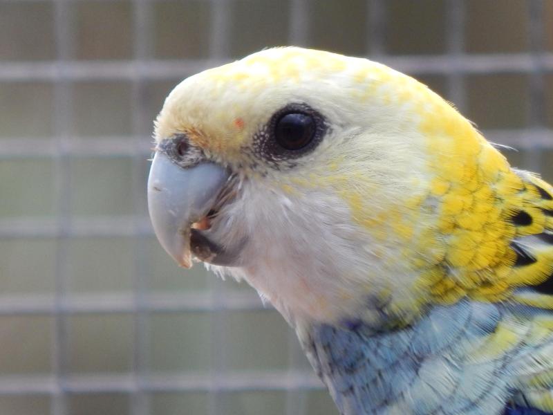 Pale-head Rosellas