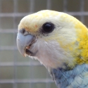 Pale-head Rosellas