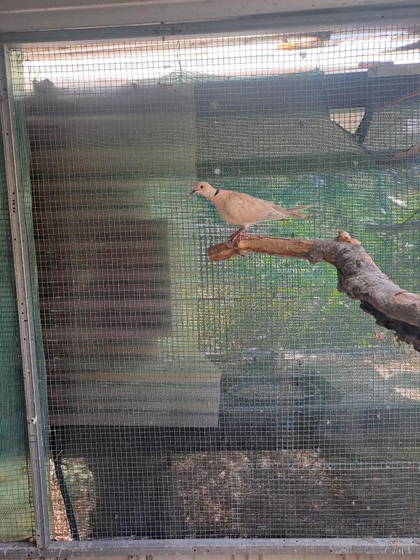 Free pair barbary doves