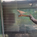 Free pair barbary doves