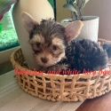 Exotic tan/choc white   tiny Yorkie boy