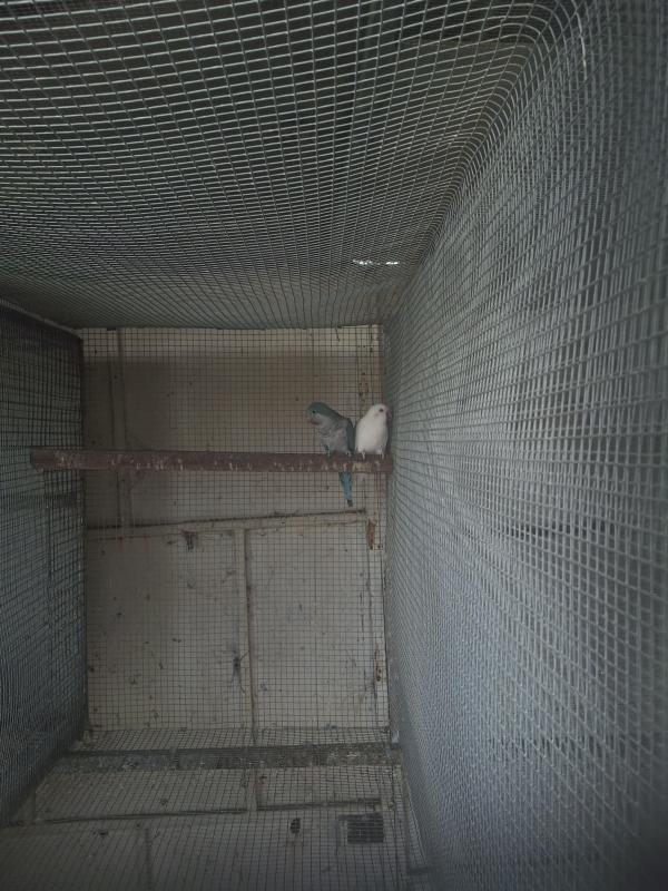 Downs bird Breeders Bird sale