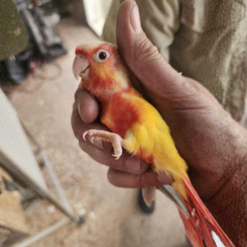 Sun Cheek's  Orange birds sale Saturday 7th