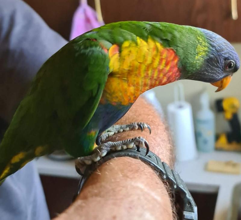 2 hand reared rainbow lorikeets