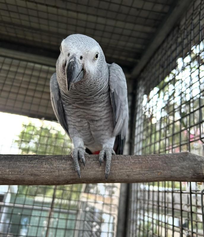 African Grey 12 year old female