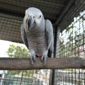 African Grey 12 year old female