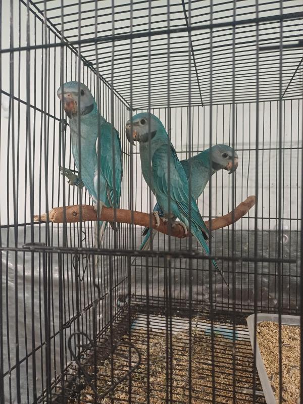 Blue Moustached Parrots