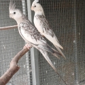 Whiteface Cockatiels