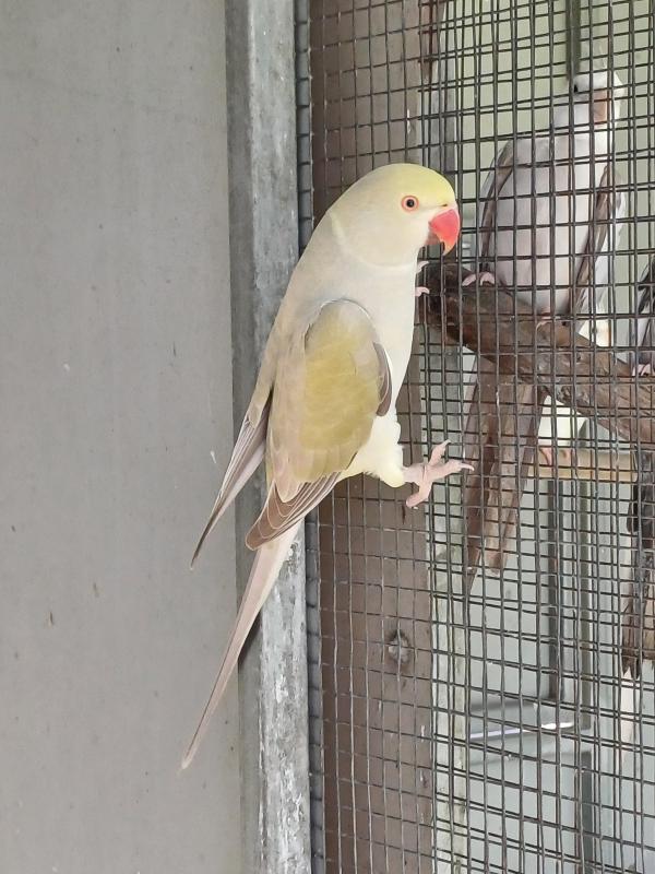 Cinnamon Opaline Cleartail Indian Ringnecks