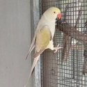Cinnamon Opaline Cleartail Indian Ringnecks