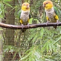 2025 WHITE BELLIED CAIQUES