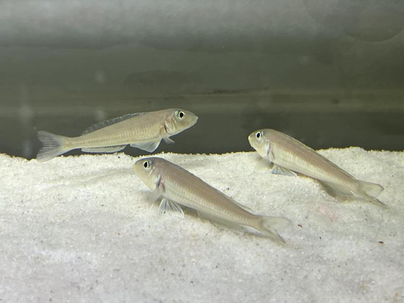 Tanganyikan Cichlids