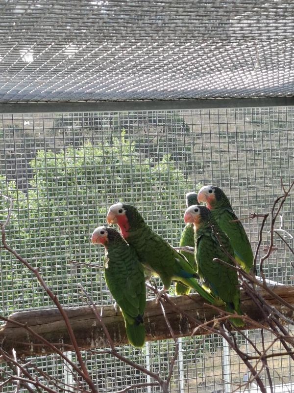 Cuban Amazon Hens