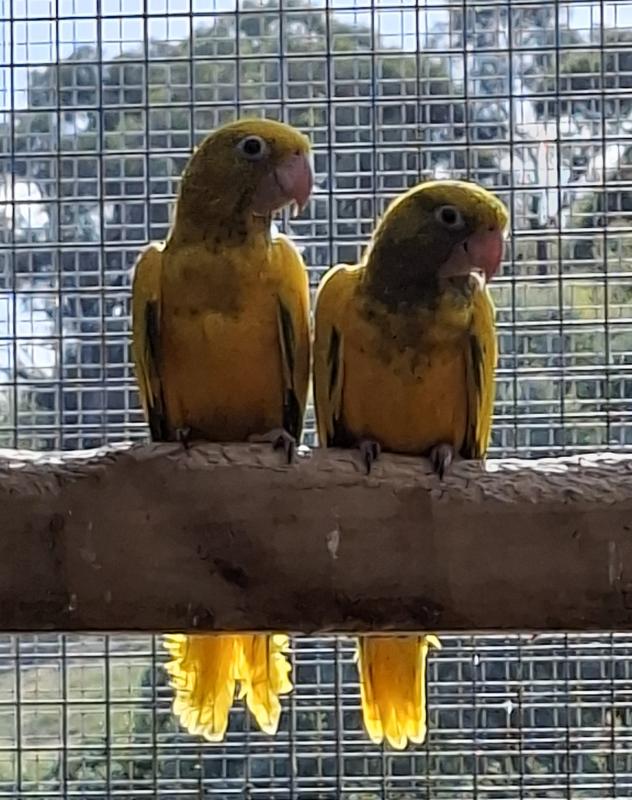 golden conures