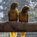 golden conures