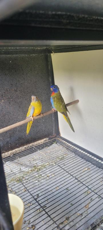 Scarlet chested parrot cinnamon