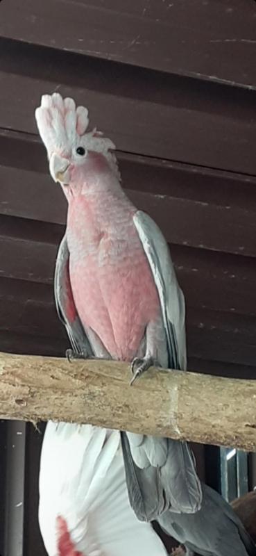 Female Galah, Young Bird.