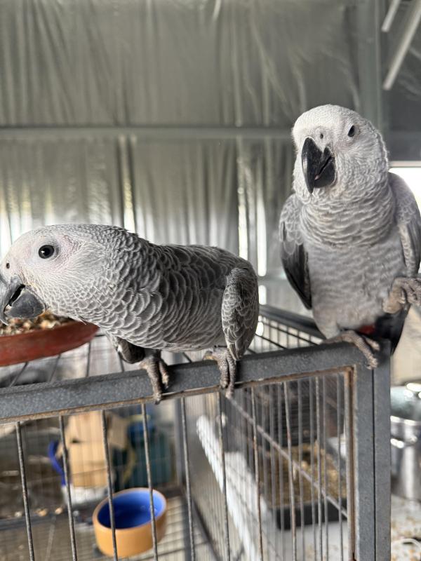 Baby African greys