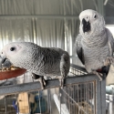 Baby African greys