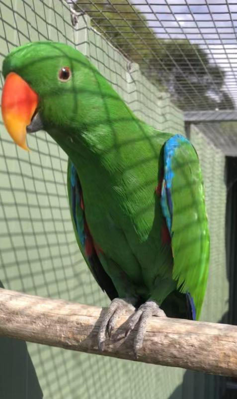 Eclectus Breeding pr