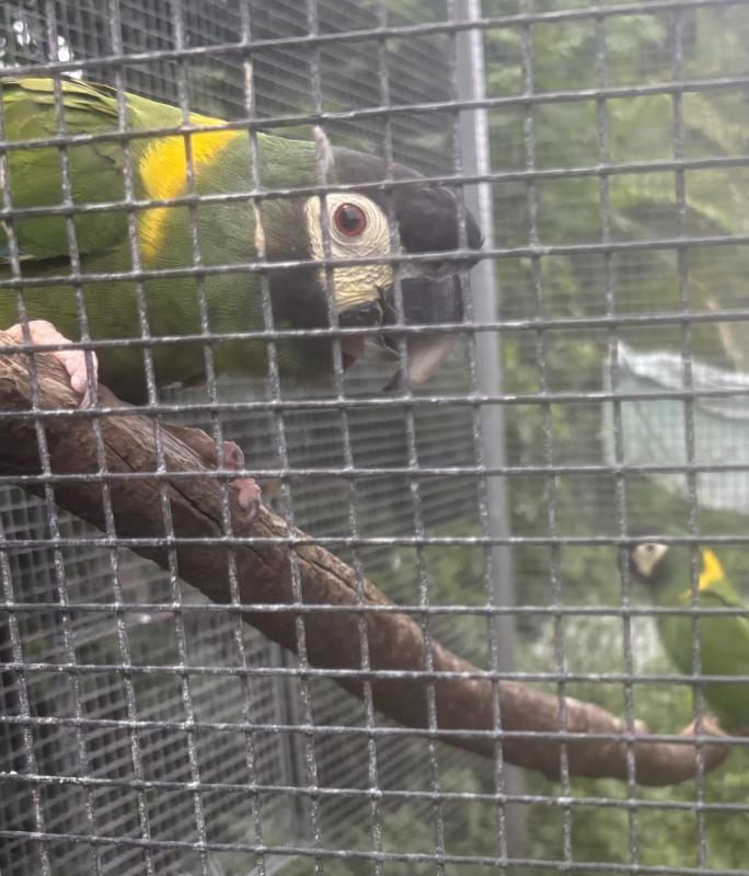 Yellow Collared Macaws