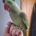 Tame Alexandrine Male