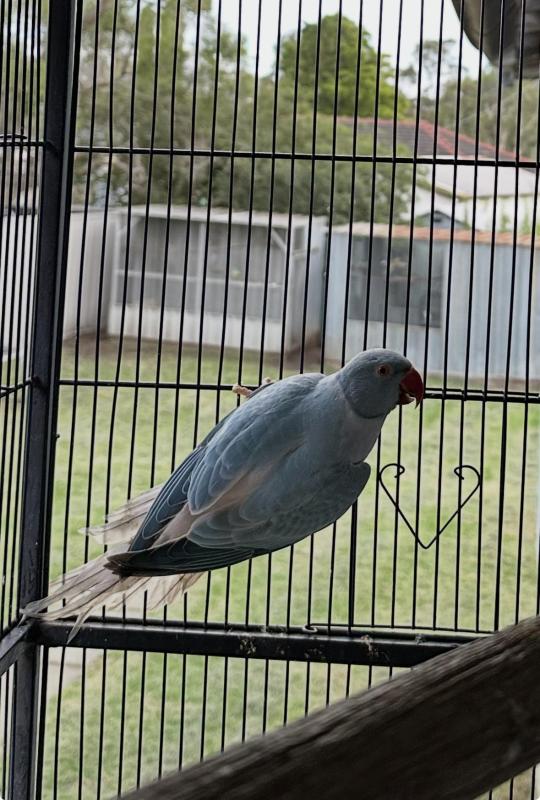 2025 bred dna sexed Indian ringneck OPCT hen