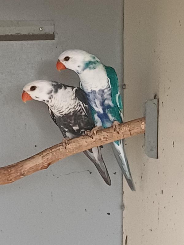 PIED LORIKEETS ARE RECESSIVE