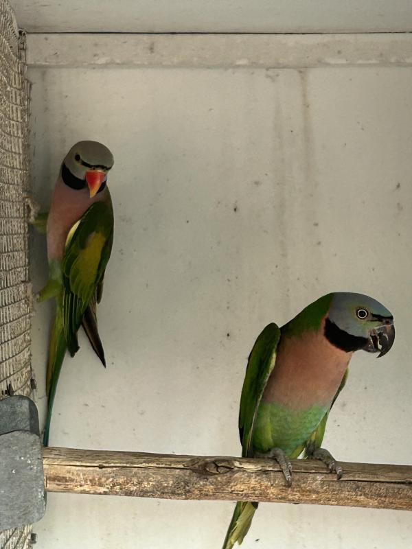 Moustache parrots breeding pair