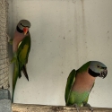 Moustache parrots breeding pair
