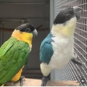 Blue caiques wanted