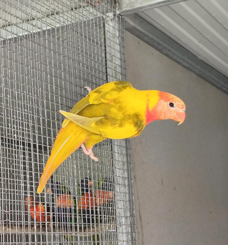 PIED RAINBOW LORIKEETS