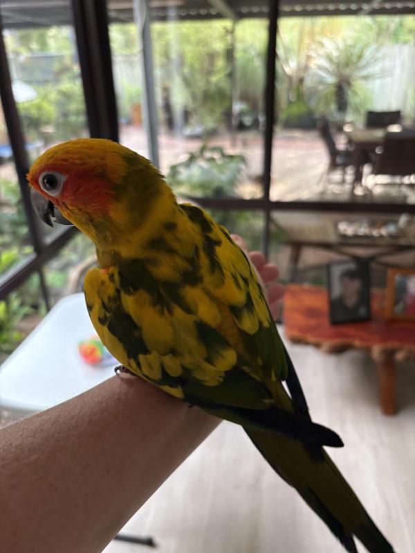 Hand raised male baby sun conure - super tame