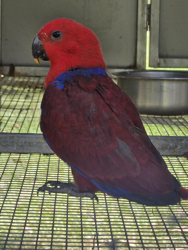 Eclectus hen