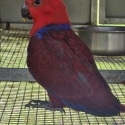 Eclectus hen