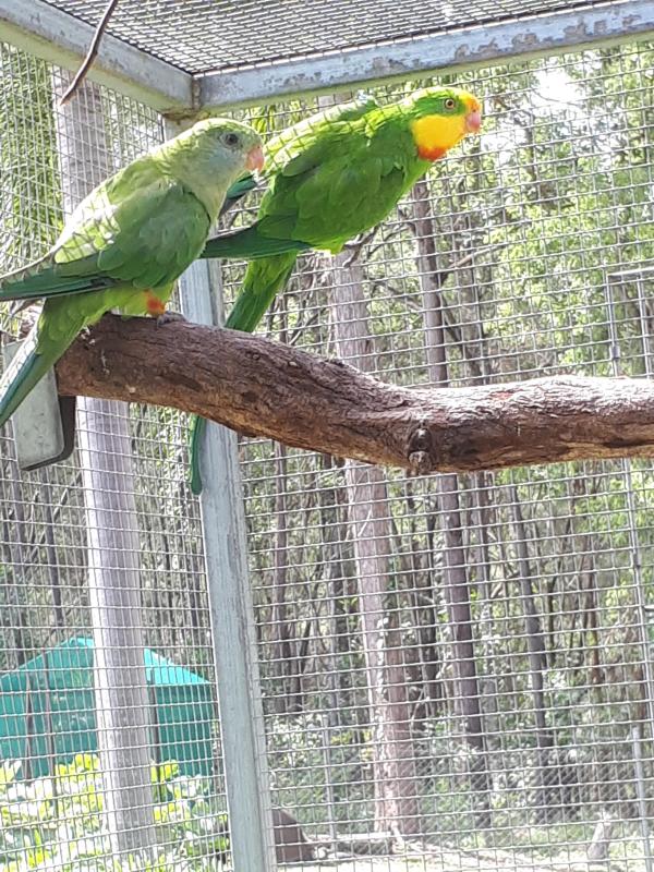 Superp parrots