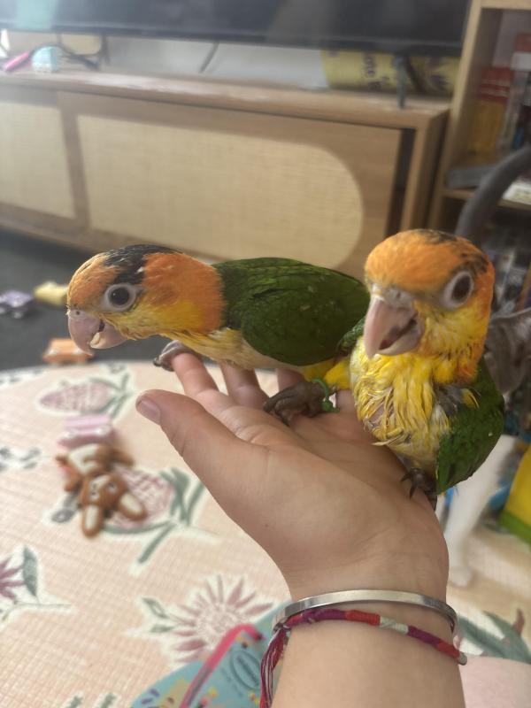 White Belly Caiques