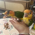 White Belly Caiques