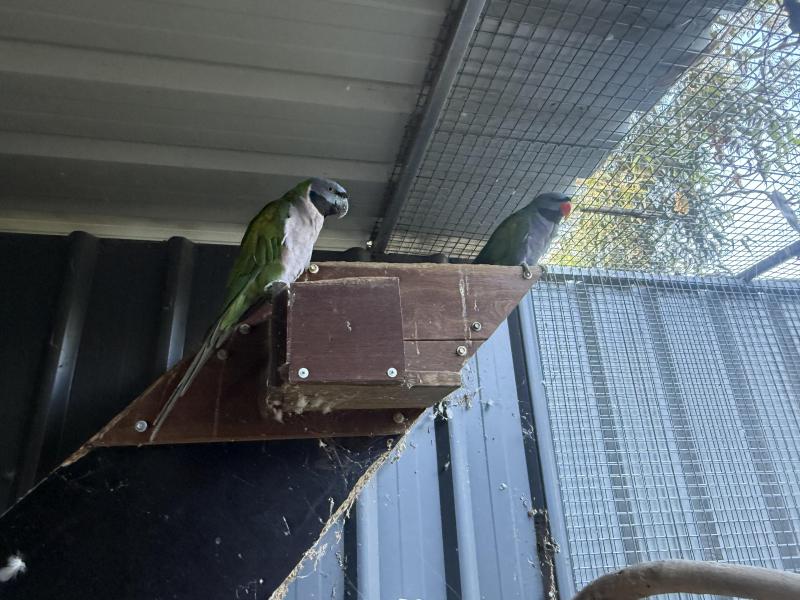 Breeding derbyan parrots