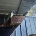 Breeding derbyan parrots