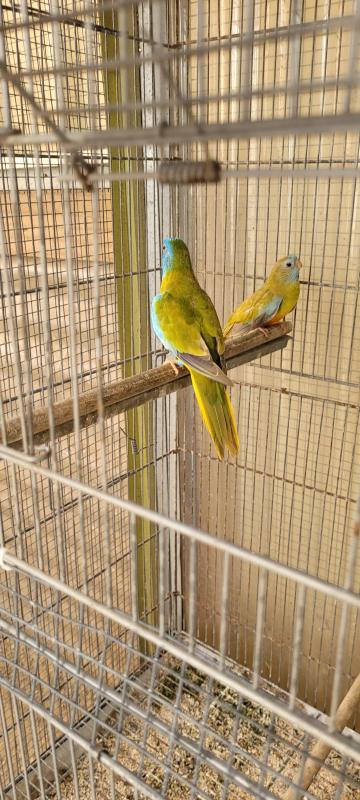 Scarlet chested parrot cinnamon