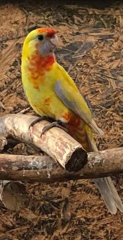 Crimson rosella Mutation