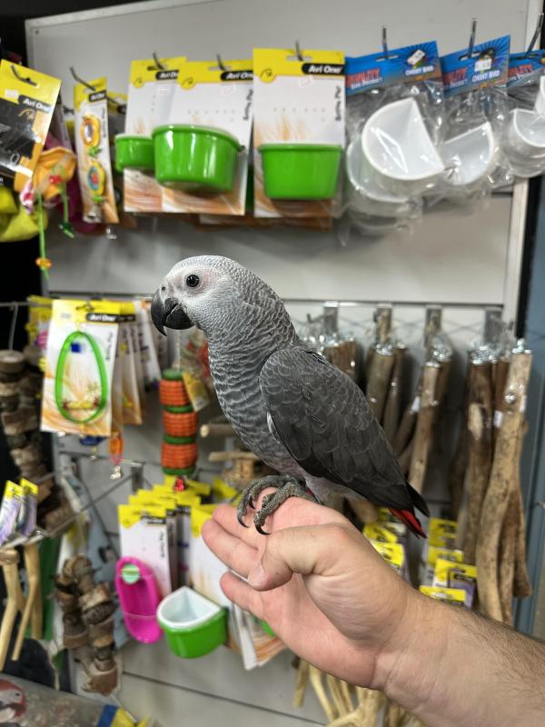 Handraised african grey DNA Male and female available