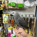 Handraised african grey DNA Male and female available