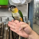 Handraised black headed caique super friendly !