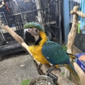 Handraised blue and gold macaw DNA Male