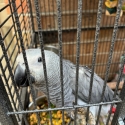 Hand Reared African Grey Hen