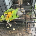 Senegal parrot pair