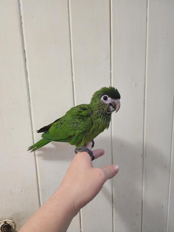 Hahns macaw hand raised