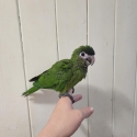 Hahns macaw hand raised